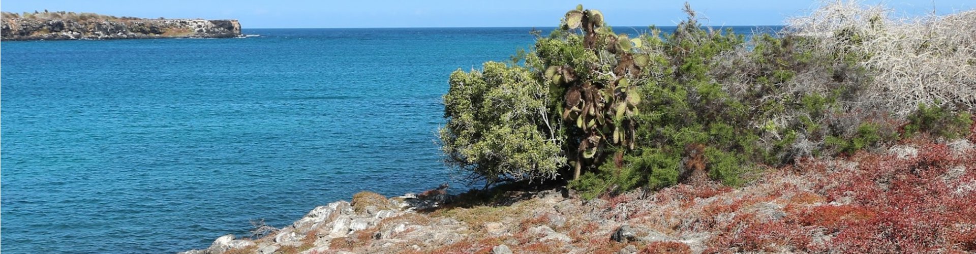 South Plaza Island, Galápagos: Hybrid Iguanas and a Red Carpet of Sesuvium